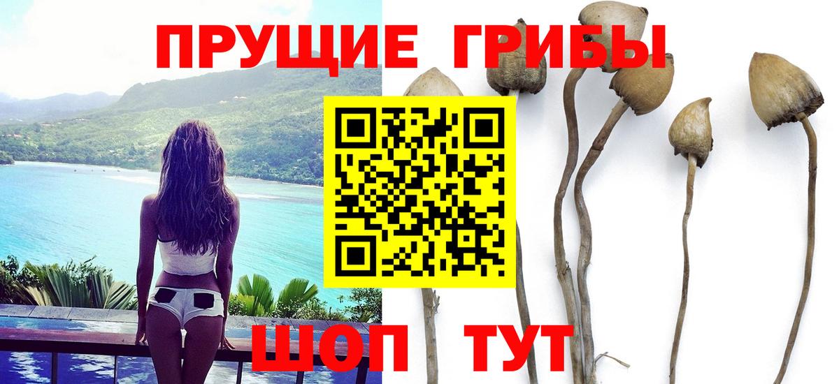 Галлюциногенные грибы Cubensis Нефтекумск